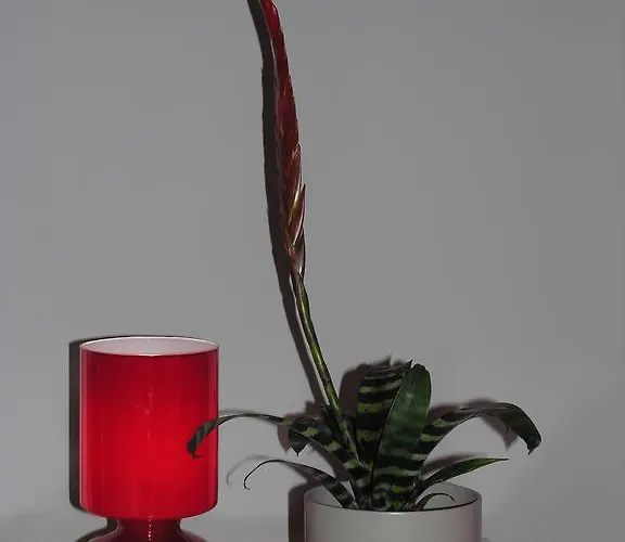 Apartament Amaryllis